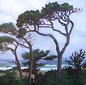 Asilomar Pines