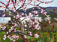 Carquinez Plum in Blossom