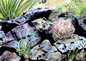 Devil's Claw & Lava Rock