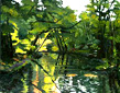 Sam P.Taylor Creek