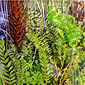 Solano Tule Grass